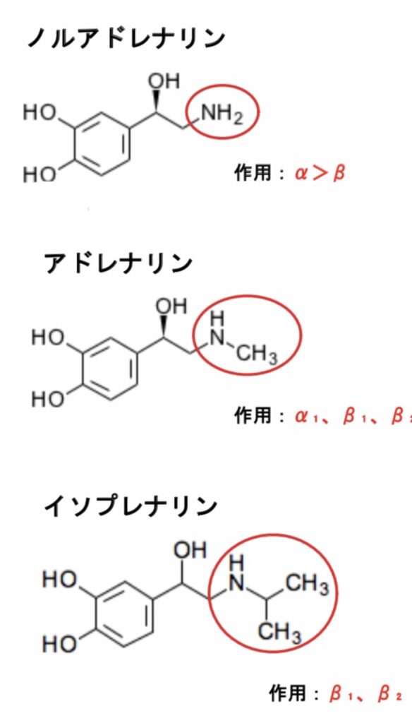 アドレナリンの構造活性相関