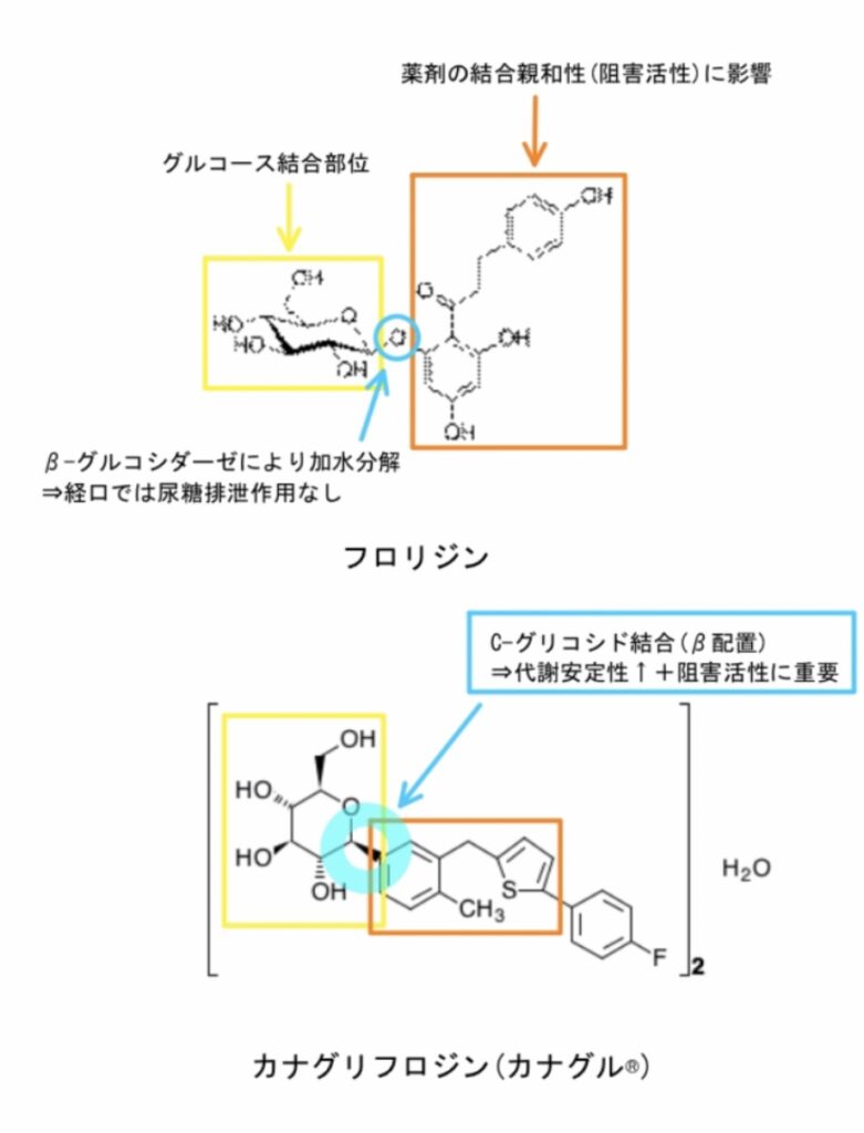 SGLT2阻害薬の開発起源