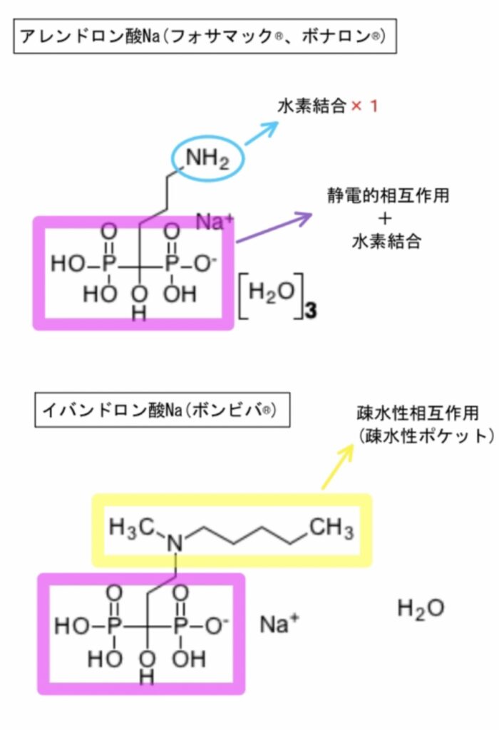 ビスホスホネート製剤、アレンドロン酸とイバンドロン酸の化学構造式