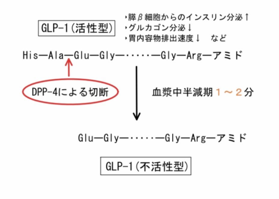 GLP–1とDPP–4の関係