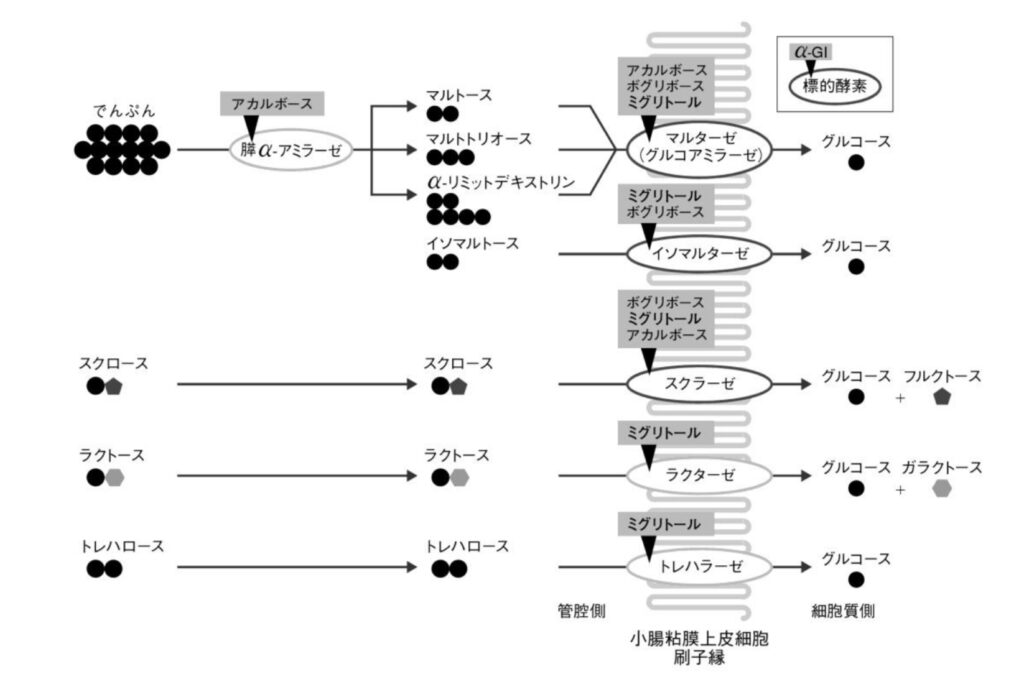 α–グルコシダーゼ阻害薬の作用機序