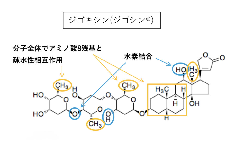 P糖タンパク質の基質のジゴキシン