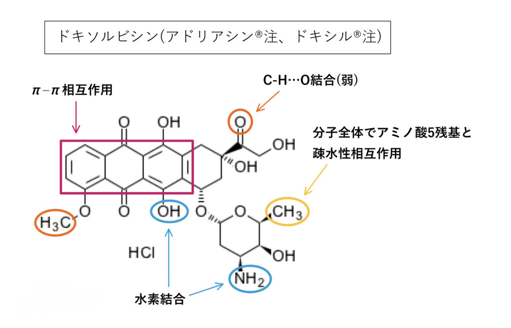 P等タンパク質の基質のドキソルビシン