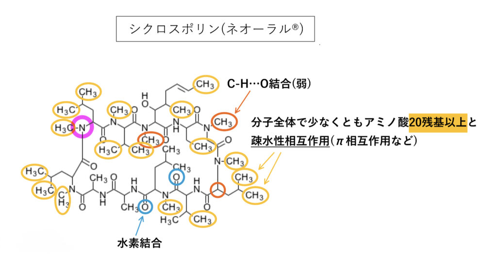 P糖タンパク質の基質と阻害薬のシクロスポリン