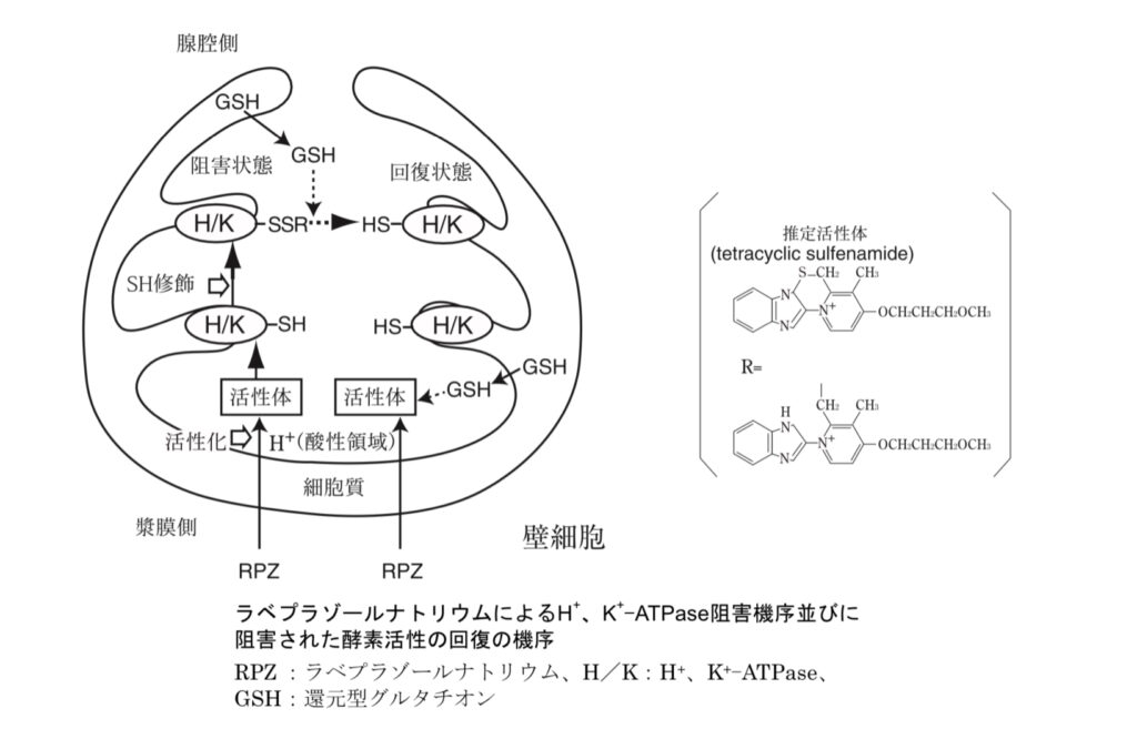 ラベプラゾール作用機序の図、インタビューフォーム