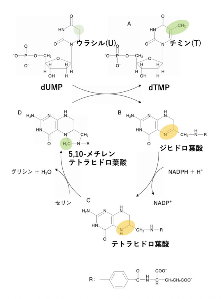 葉酸代謝の図