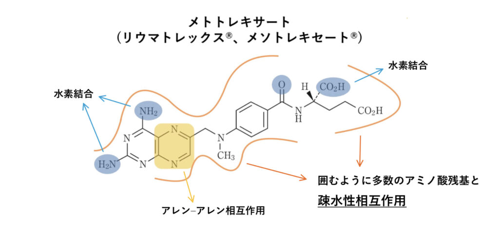 メトトレキサートのファーマコフォアの図