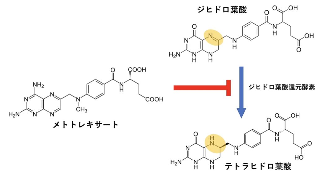 メトトレキサートの作用機序の図