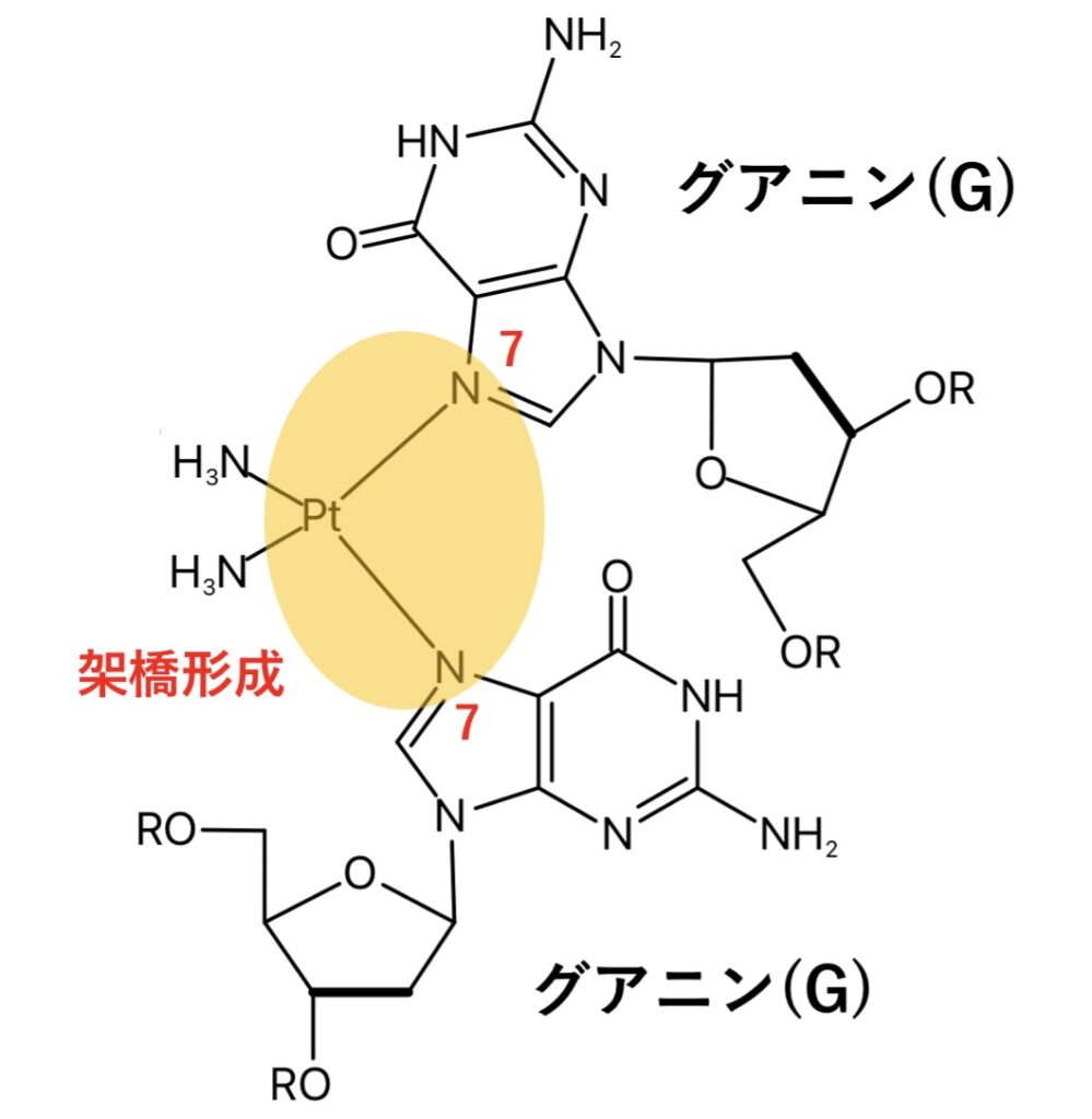 シスプラチン、架橋、グアニン、キレート、錯体、白金、プラチナ、核酸、塩基、DNA、細胞、抗がん剤