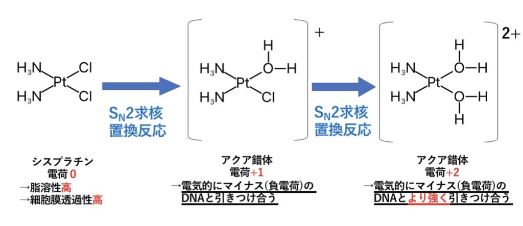 シスプラチン、アクア錯体、Pt、細胞、移行性、透過性、通過、水溶性、脂溶性、電荷、DNA