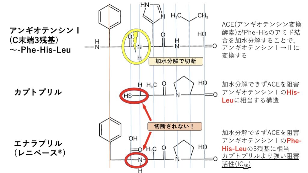 アンギオテンシン変換酵素阻害薬のファーマコフォアの図