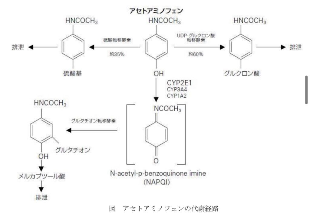 カロナールの代謝、インタビューフォーム