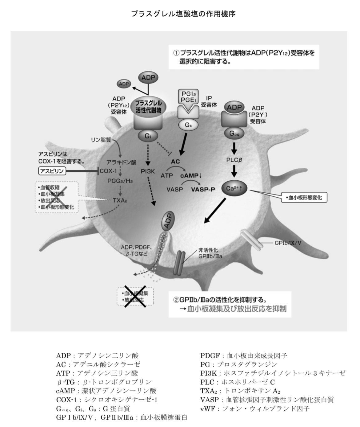 プラスグレルの作用機序