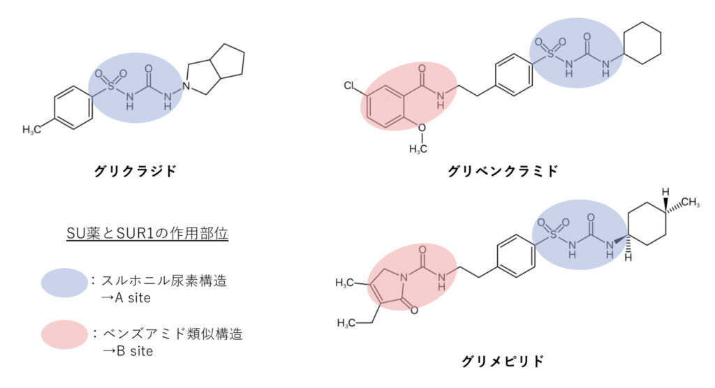 スルホニル尿素薬の化学構造式と結合部位