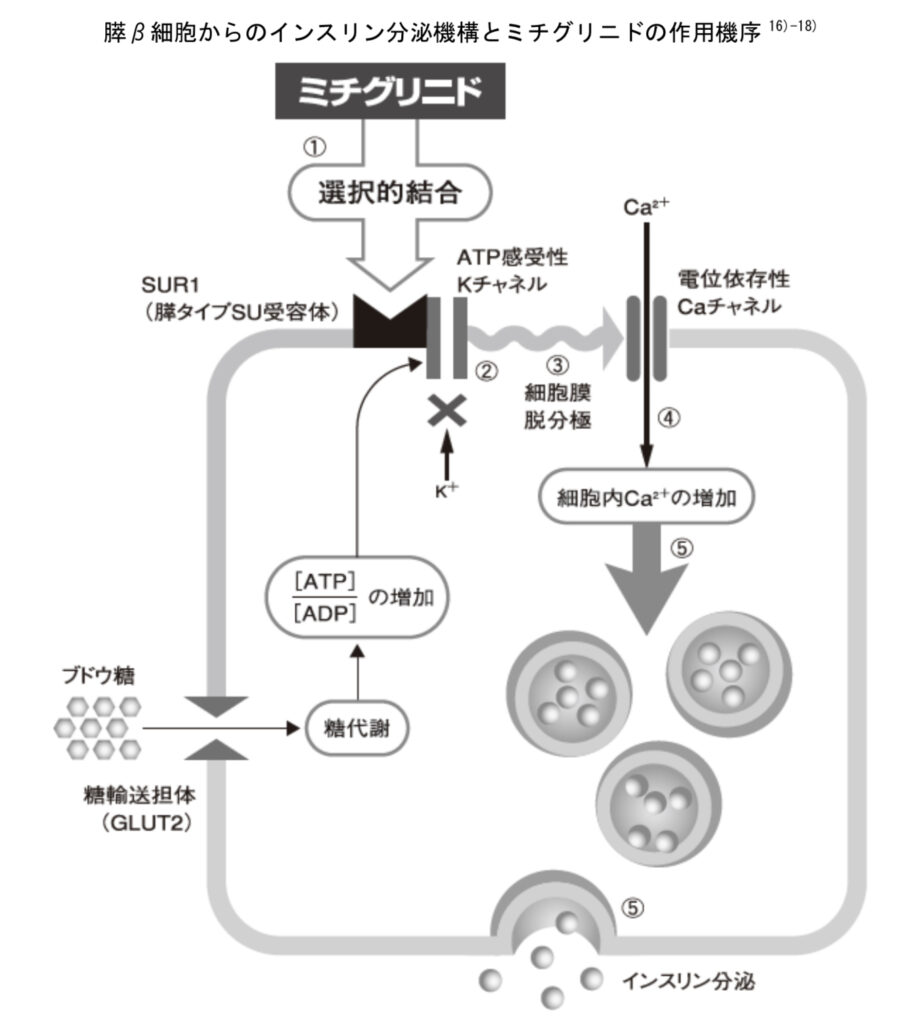 SU薬の作用機序の図