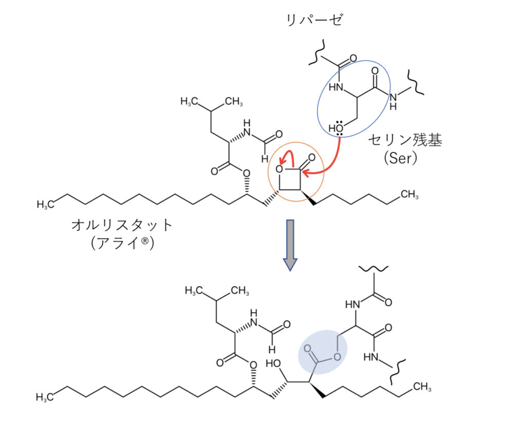 オルリスタットの作用機序