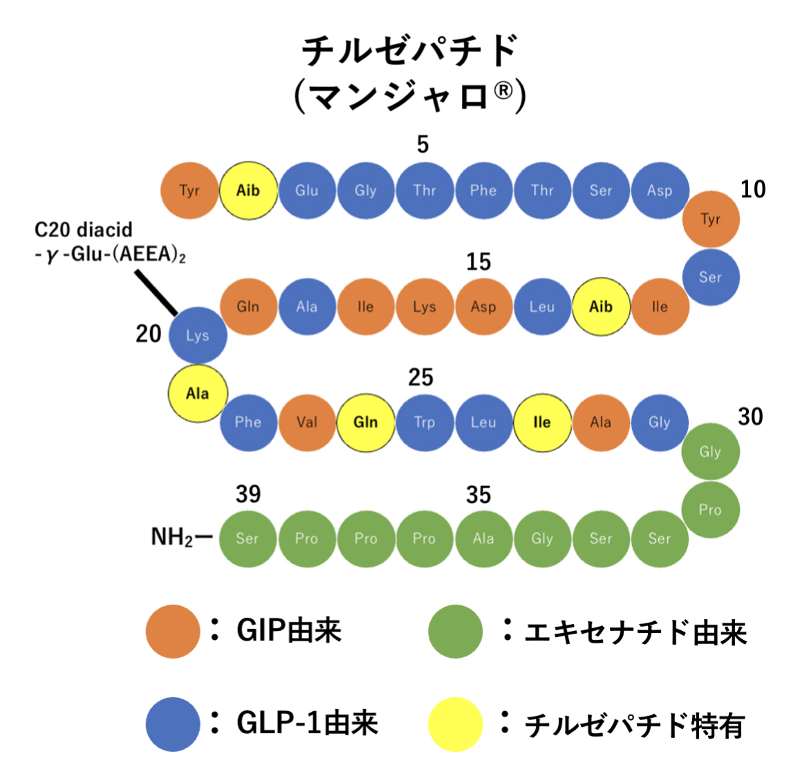 パキマンの構造および分子サイズ | KAKEN — 研究課題をさがす – GCCM